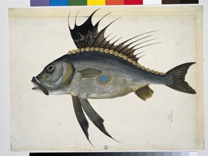 鱼 作者 雅各布·利戈齐（Jacopo Ligozzi）